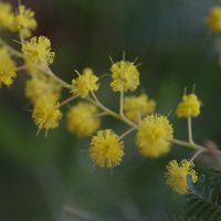 ギンヨウアカシア,頑張れ✊,ちっちゃいものクラブ,yu ＆ゆうクラブ,野の花山の花の画像