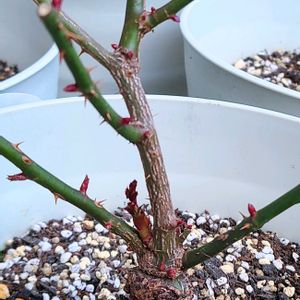 クリスマスローズ,フリル咲きパンジー アンティークラッフル,ジャンクリストフ,バラ 鉢植え,バラのある暮らしの画像