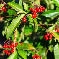 マンリョウ,万両(赤実),小さなお庭の画像