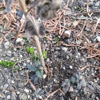 モナルダ,モナルダ フォーグ アメジスト,#アルンクス シャンテリーレース,冬越し,PWの画像