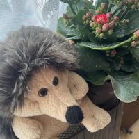 カランコエ,カランコエ,カランコエ クイーンローズ,咲いた！,可愛い〜♡の画像