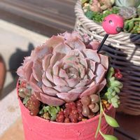 オウンスロー,リメ缶,多肉寄せ植え,そらいろイチゴ,いちごカラーの多肉寄せ植えの画像