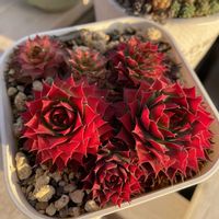 センペルビウム　ゴールドナゲット,多肉植物,多肉の寄せ植え,多肉棚DIY,多肉病の画像