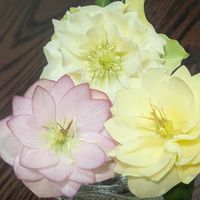 クリスマスローズ,ネコ好き,花瓶の画像