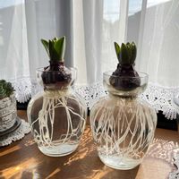 チューリップ,チューリップ,ヒヤシンス,ヒヤシンス,ヒヤシンス 水耕栽培の画像