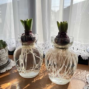 チューリップ,チューリップ,ヒヤシンス,ヒヤシンス,ヒヤシンス 水耕栽培の画像