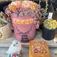 ヒイラギ,恋心,斑入りヒイラギ,アストロフィツム属兜丸錦,セダム属の画像