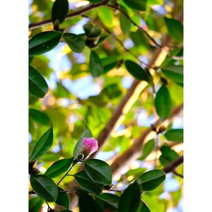 ワビスケ,広い庭の画像