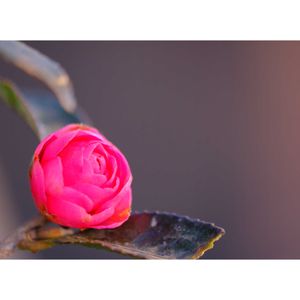 サザンカ,広い庭の画像