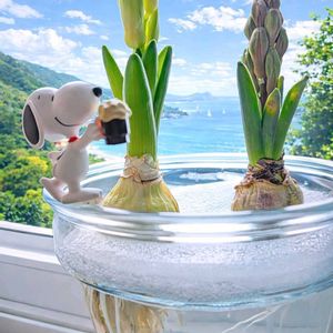 デンドロビウム,チャッピー,開花,ヒヤシンスの水耕栽培,毎月2日はスヌーピーの日の画像