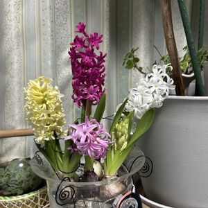 ヒヤシンス,ヒヤシンス水栽培,チーム魔女っ子,ほんわか♥️ほんのりの画像