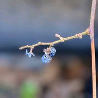 ジンチョウゲ,沈丁花,アオツヅラフジ,冬芽と葉痕,蔓性植物✽の画像