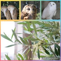 オリーブ,幸せを呼ぶフクロウ祭り,8年間ありがとうございましたの画像