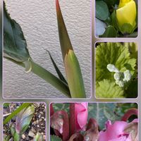 クリスマスローズ,サクラソウ,ストレリチア,ガーデンシクラメン,ビオラの画像