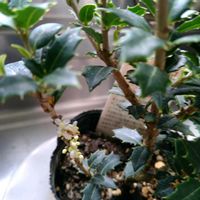 ヒイラギ,セイヨウヒイラギ,セイヨウヒイラギ,セイヨウヒイラギ,ヒイラギ　香姫の画像