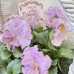 ヒヤシンス,プチトリアノン,ローランサングレー,水耕栽培,ビオラ・パンジーの画像