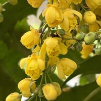 ヒイラギ,ヒイラギ,ヒイラギナンテン,柊南天（ヒイラギナンテン）,今日の花の画像