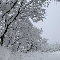 ビワ,ビワ,孟宗竹の画像