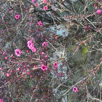 ギョリュウバイの画像