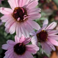 ローダンセマム,鉢植え,ピンクの花,花のある暮らし,とにかくGS 楽しもう！の画像