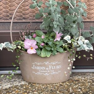 カーネーション,ユキワリソウ,バロータ,ダイコン,マーガレット ストロベリーホイップの画像