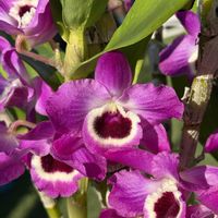 デンドロビウム,デンドロビウム スノーフレーク レッドスター,Den.Snow Flake’Red Star’,洋蘭,開花中の画像