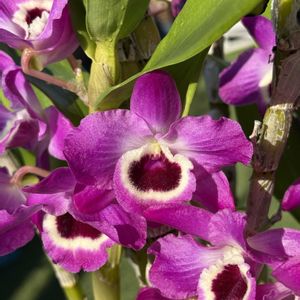 デンドロビウム,デンドロビウム スノーフレーク レッドスター,Den.Snow Flake’Red Star’,洋蘭,開花中の画像