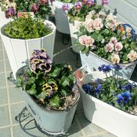 いつもありがとう♡,スマホ撮影,お花のある暮らし,お花は癒し,パンビオの画像