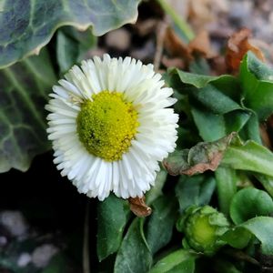 デージー,寄せ植え,鉢植え,玄関アプローチの画像