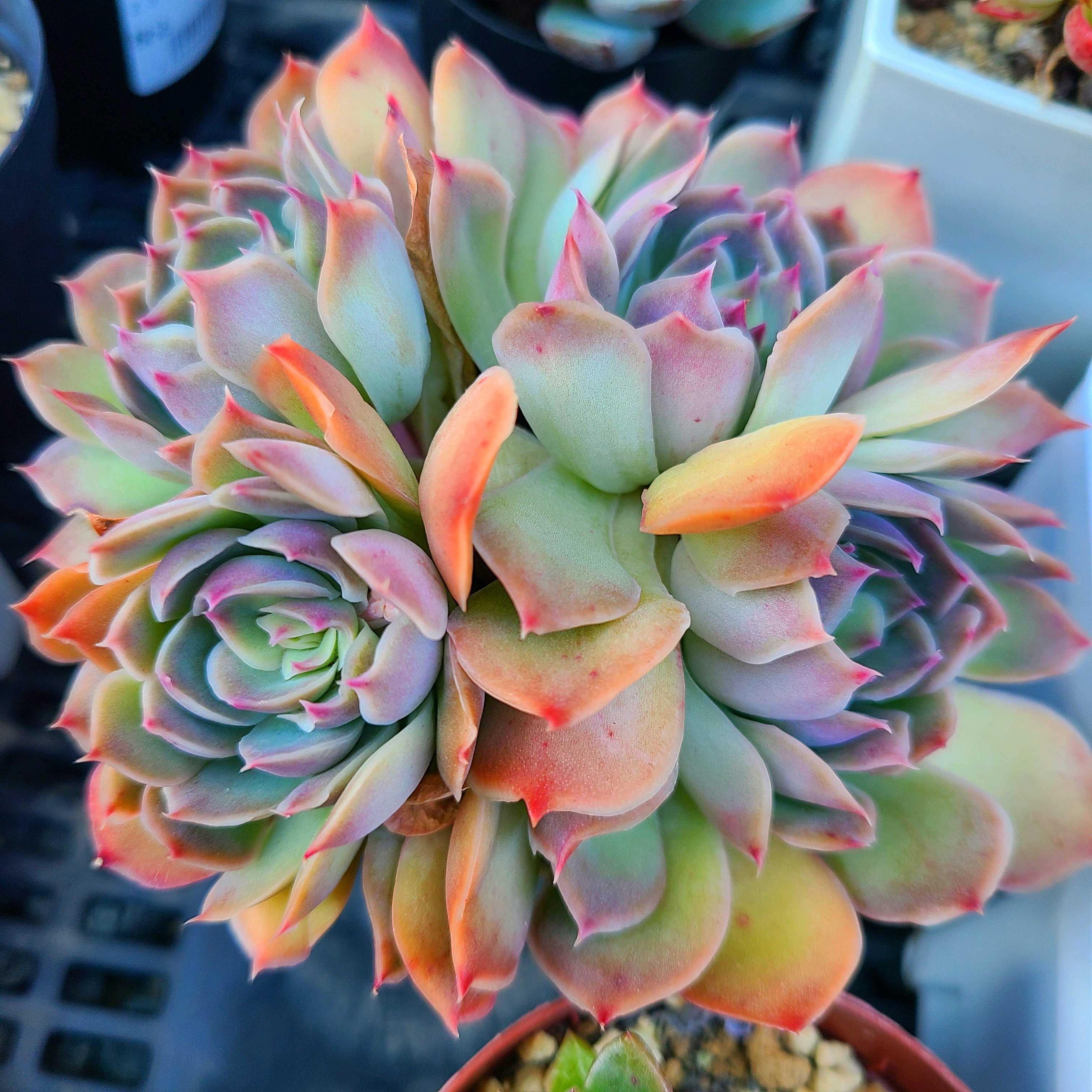 ファイヤーフラワーの成長記録🔥🌺｜🍀GreenSnap（グリーンスナップ）