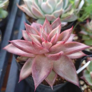 多肉植物,エケベリア属,実生,交配種,多肉大好きの画像