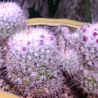 サボテン,植物のある暮らし,でけたしこ園芸,ベランダの画像