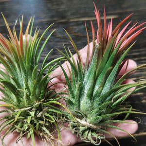 チランジア,チランジア　イオナンタ,エアプランツ☆,エアプランツ・チランジア,エアプランツの画像