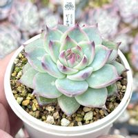 エケベリア ピーチコロン,成長記録 ピーチコロン,神奈川タニラー,多肉男子,バルコニー/ベランダの画像