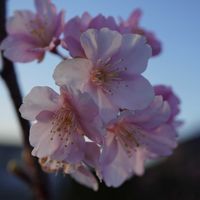 サクラ,河津桜,道端,青空,マクロ撮影の画像