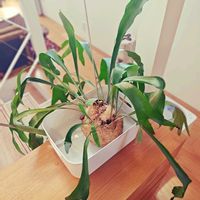 ビカクシダ,ビカクシダ ネザーランド,水苔,貯水葉,胞子葉の画像