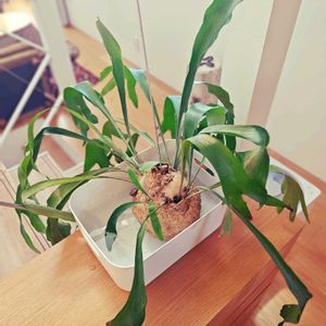 ビカクシダ,ビカクシダ ネザーランド,水苔,貯水葉,胞子葉の画像