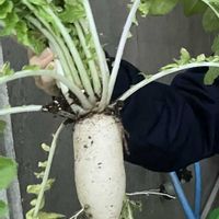 大根,家庭菜園の画像