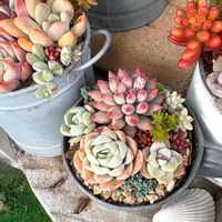 多肉植物,多肉寄せ植え,かわいいな♡,GS日和,庭の画像