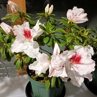 アザレア,アザレア,花木,サンルーム,窓辺の画像