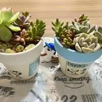 虹の玉,多肉植物,シルエット,スヌーピー鉢,スヌーピーの日の画像