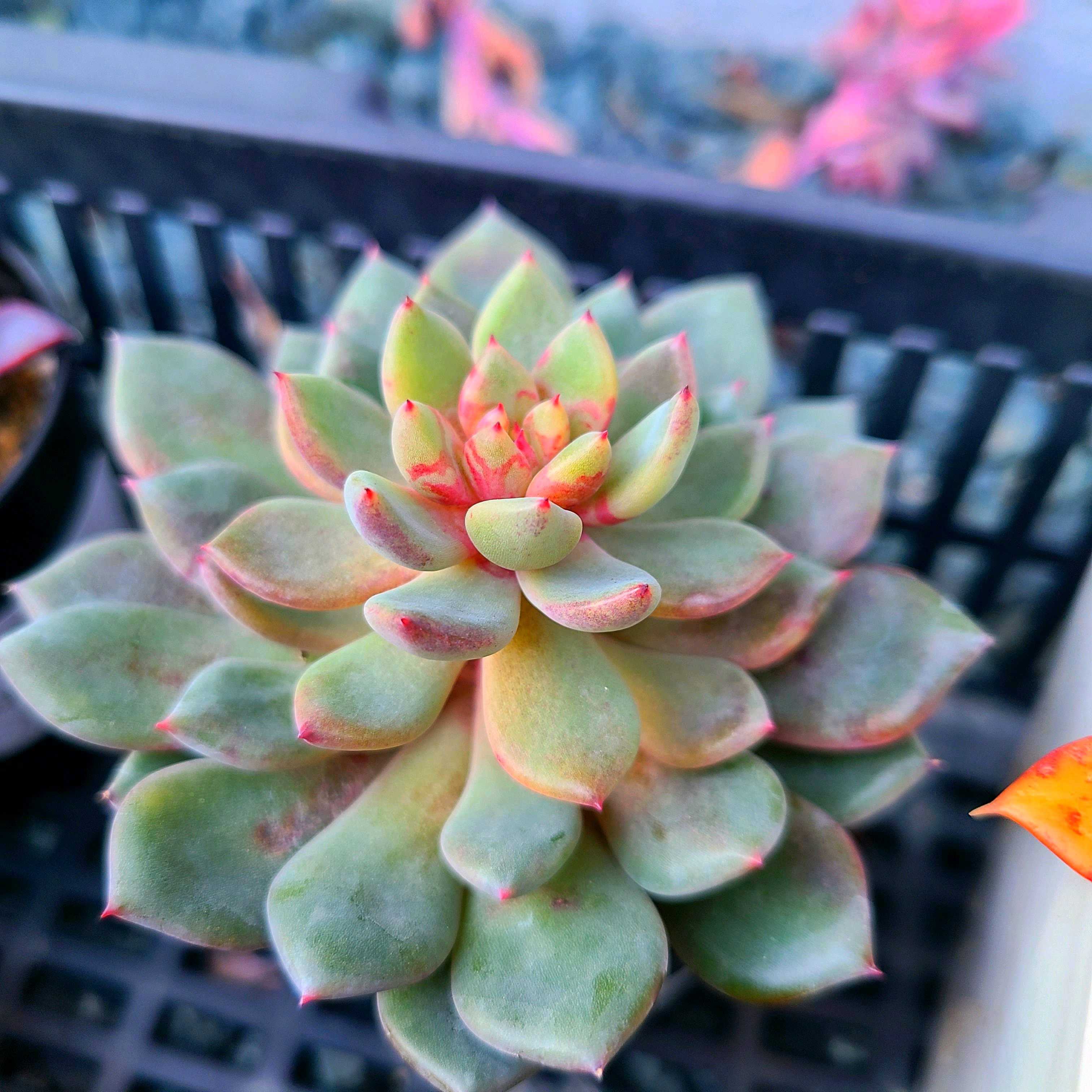 ヒアリナの成長記録💗✨｜🍀GreenSnap（グリーンスナップ）