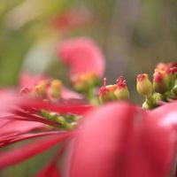 ポインセチアの画像