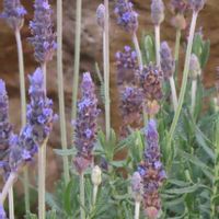 フレンチラベンダーの画像