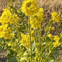 菜の花,ビオラの画像