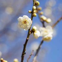 ウメ,月影,梅（月影）,古今集　ｺｷﾝｼｭｳ　梅,徽州檀香の画像