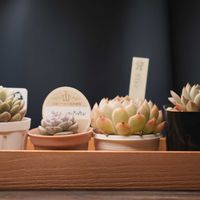 エケベリア,多肉植物,エケベリア属,ベランダ多肉の画像