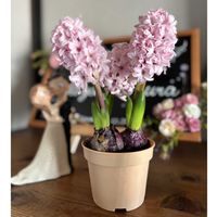 ヒヤシンス,スィートピー,お食い初め,初孫chan,ハーフchanの画像