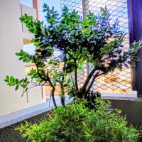 苔,スマホ撮影,いつも笑顔で過ごそう♡,姫柊,GS皆様ありがとうの画像