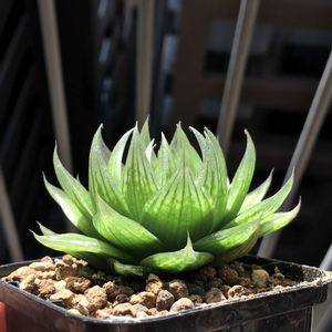 ハオルチア,ハオルチア ロックウッディ,多肉植物,ハオルチア属,ハオルシア属     の画像